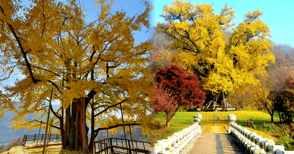 출처 : 온라인커뮤니티