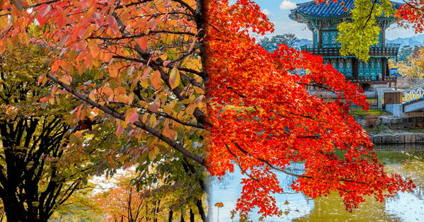 출처 - 온라인커뮤니티